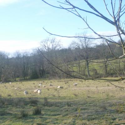 Marche du 8 janvier 2012